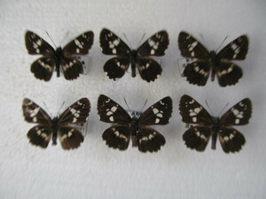  domestic production butterfly specimen large myouseseli Hiroshima prefecture production .. city collection goods 6 head 