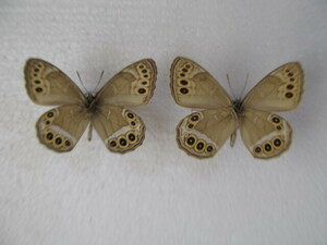  domestic production butterfly specimen ula Janome Hokkaido production . light block collection goods 2 head 
