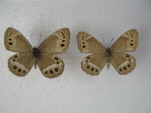  domestic production butterfly specimen ula Janome Hokkaido production .. block collection goods 2 head 
