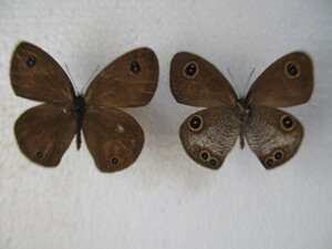  domestic production butterfly specimen yaeyamaula Nami Janome Okinawa prefecture production Ishigakijima collection goods 2 head 