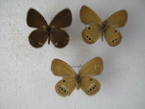 domestic production butterfly specimen himehikage Hiroshima prefecture production Yamato block collection goods 3 head 