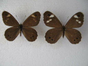  domestic production butterfly specimen tsumaji low la Janome B Kochi prefecture production .. block collection goods 2 head 