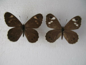  domestic production butterfly specimen tsumaji low la Janome C Kochi prefecture production .. block collection goods 2 head 