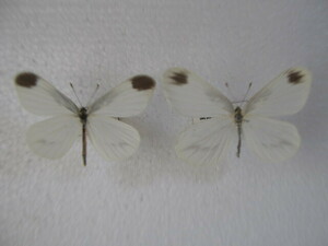  domestic production butterfly specimen hime white chou Kumamoto prefecture production .. city collection goods 2 head 