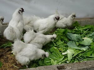 烏骨鶏の卵　10個　食用　有精卵