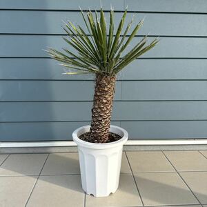  юкка filifela(Yucca Filifera )