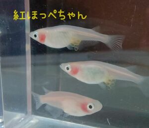 紅ほっぺメダカ（白透明鱗めだか）の有精卵20個＋α死着保証分