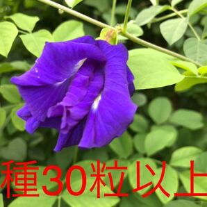 沖縄産無農薬栽培 八重咲きバタフライピーの種30粒以上の画像1