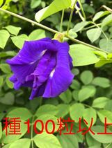 沖縄産無農薬栽培　八重咲きバタフライピーの種100粒以上_画像1