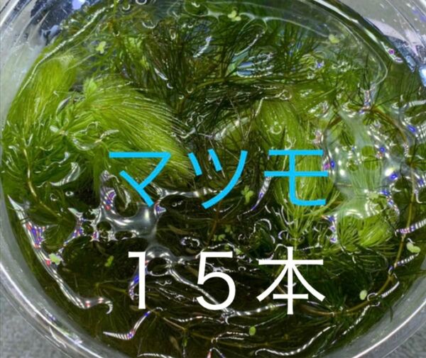 無農薬マツモ１５本