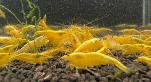  yellow stripe shrimp ...50 pcs 