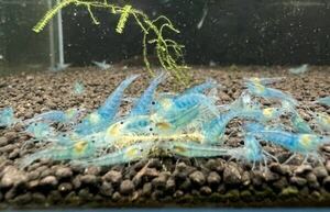 blue bell bed shrimp ...50 pcs 