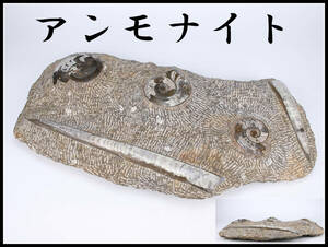 【秀】ZB426 【アンモナイト】 オルソセラス 化石 チョッカクガイ 天然石 置物 特大 幅60㎝ 重17.4㎝／美品！ｚｎ