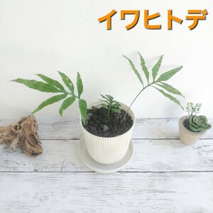 ☆イワヒトデ　シダ植物　観葉植物　ガーデニング　パルダリウム　ビバリウム　テラリウム　シェードガーデン　羊歯　山野草