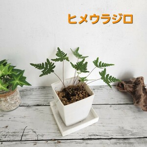 ☆ヒメウラジロ　シダ植物　観葉植物　ガーデニング　パルダリウム　苔　盆栽　シェードガーデン　羊歯　山野草　ビバリウム