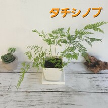 ☆タチシノブ　シダ植物　ガーデニング　観葉植物　盆栽　パルダリウム　ビバリウム　シェードガーデン　グランドカバー　羊歯　山野草_画像1