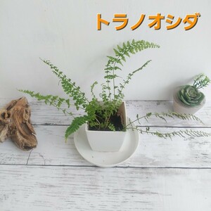 ☆トラノオシダ　シダ植物　観葉植物　パルダリウム　ビバリウム　盆栽　苔　シェードガーデン　羊歯　山野草　盆栽