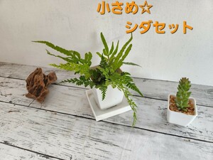 ☆小さめシダセット　テラリウム、パルダリウム等に☆　シダ植物　観葉植物　ガーデニング　　苔　盆栽　