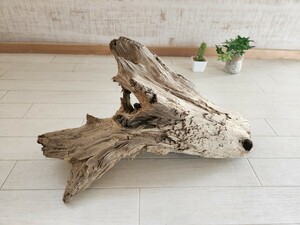  processing ending approximately 38×25 centimeter driftwood 45 centimeter standard aquarium art interior aquarium bi burr um Pal dalium terrarium No.48