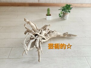 処理済み　約35×20センチ流木　30センチ規格水槽　アート　インテリア　アクアリウム　ビバリウム　パルダリウム　テラリウム　No.50　☆