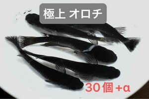 【極上 オロチ】極み オロチメダカ 有精卵30個+α