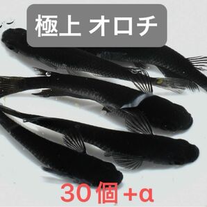 【極上 オロチ】極み オロチメダカ 有精卵30個+α