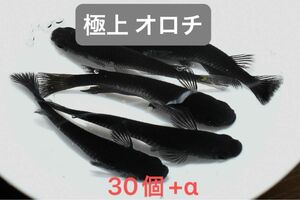 【極上 オロチ】極み オロチメダカ 有精卵30個+α