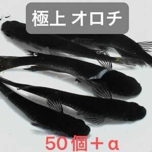 【極上 オロチ】極み オロチメダカ 有精卵50個＋α