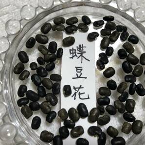 ★植物種子★ バタフライピー蝶豆花種 23粒の画像2