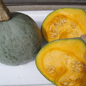 ★野菜種子★栗かぼちゃ 種 50 粒 自家採收無農藥の画像1