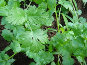 ★台灣 野菜種子★パクチー香菜コリアンダー種子6g 