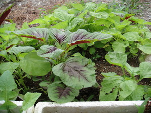 ★野菜種★赤ひゆ菜 紅杏菜 ヒユナ(バイアム)米茜（アカザ）種 200 粒