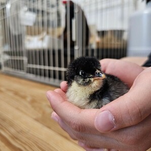 アローカナ のたまご 4個入り + おまけ付き セット 有精卵 食用 平飼い 鶏 卵 ニワトリの画像8