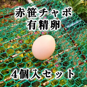 赤笹 チャボ たまご 4個入り セット 有精卵 食用 平飼い 鶏 卵 ニワトリ 矮鶏