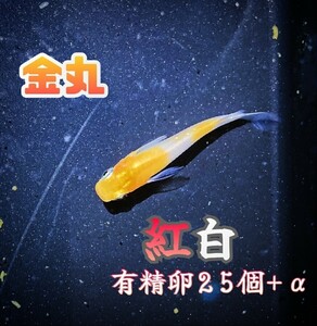 【金丸】紅白 メダカ上物 有精卵 25個+α