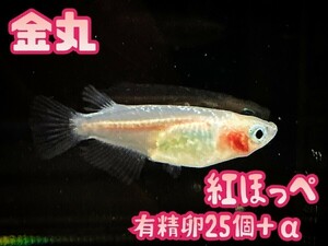 【金丸】紅ほっぺ めだか 上物メダカ有精卵 25個+α