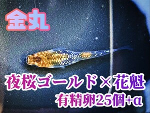 【金丸】夜桜ゴールド×花魁 メダカ上物 有精卵 25個+α