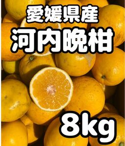 愛媛県産 みかん 家庭用 河内晩柑 箱込8kg 柑橘 ミカン 果物 宇和ゴールド