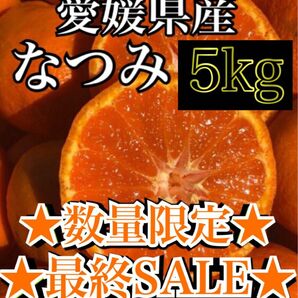 愛媛県産みかん なつみ 箱込5kg 柑橘 ミカン 果物