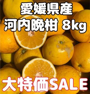 愛媛県産 みかん 家庭用 河内晩柑 箱込8kg 柑橘 ミカン 果物 宇和ゴールド