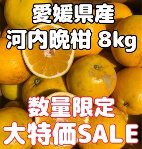 愛媛県産 みかん 家庭用 河内晩柑 箱込8kg 柑橘 ミカン 果物 宇和ゴールド