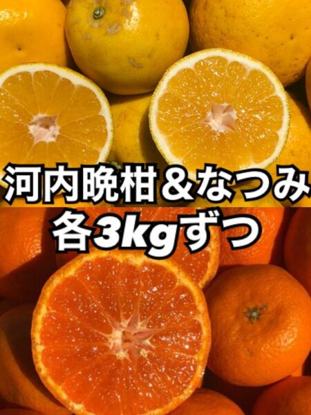 愛媛県産みかん 河内晩柑 ＆ なつみ 各3kg 柑橘 ミカン 果物