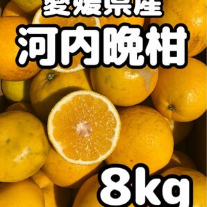 愛媛県産 みかん 家庭用 河内晩柑 箱込8kg 柑橘 ミカン 果物