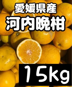 愛媛県産 みかん 家庭用 河内晩柑 箱込15kg 柑橘 ミカン 果物