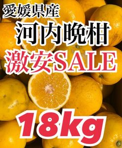 愛媛県産 みかん 家庭用 河内晩柑 箱込18kg 柑橘 ミカン 果物 宇和ゴールド