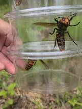 ★☆世界最大 オオスズメバチ 女王蜂 生体 標本 飼育 神奈川発 スズメバチ☆★_画像1