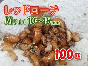 レッドローチ M サイズ 10～15mm 100匹 紙袋配送 生餌 爬虫類 両生類 肉食熱帯魚 生体 アクアリウム エサ 活餌 [3073:gopwx]