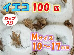 ヨーロッパイエコオロギ イエコ Mサイズ 10mm～15mm カップ入り 100匹 生餌 死着保証10% 爬虫類 両生類 トカゲ カエル [3670:gopwx2]