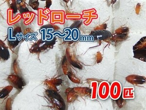 re draw chiL size 15~20mm 100 pcs paper bag delivery raw bait reptiles amphibia meat meal tropical fish organism aquarium feed . bait [3078:gopwx]