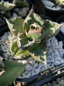 アガベ　チタノタ　agave titanota　特選オテロイ実生　ムチムチ　US株　 カクタス東京　